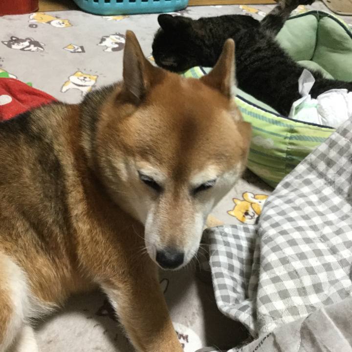 Caf45a48 eba2 4aed a7ef cea21346290c 1605959315693