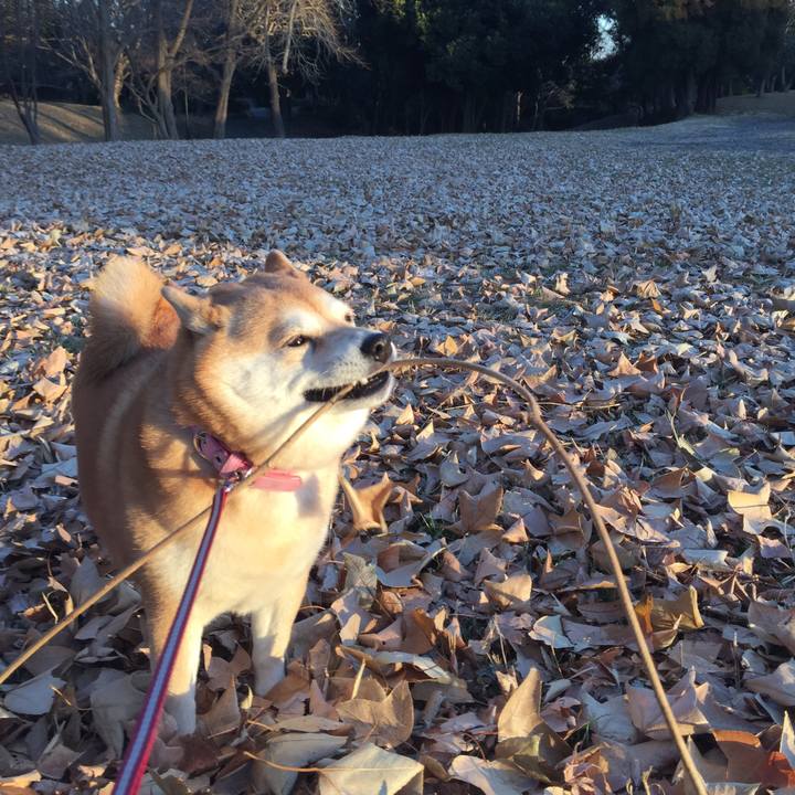 Caf4be45 0f2e 4ee0 ab2b bac9a918125b 1548479986327