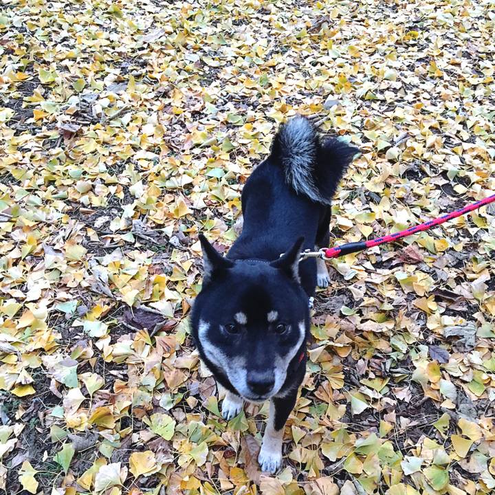 Caf8033d bfdf 46ca a5ef 7ff22653141c 1544969362857