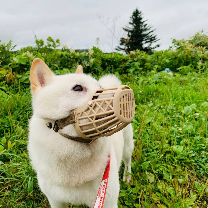 Caf88dc2 2735 47d9 92d5 8b4b206b8c8e 1598822727027