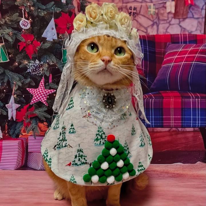 Cafa29f9 9e4e 425e 83bc 9f74c908cfef 1734990368240