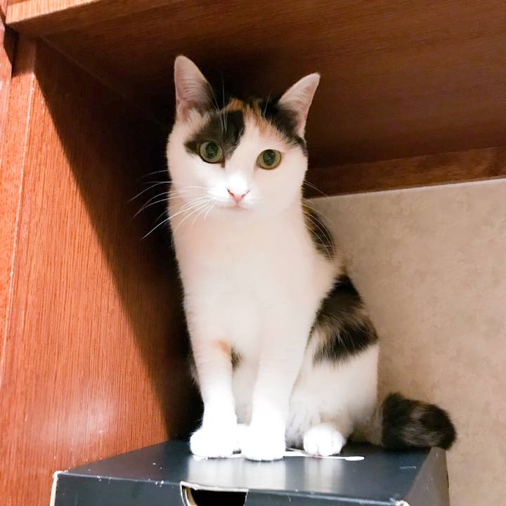 Cafb9d03 e7af 4aca a82c f15b91cb2d53 1529460625900