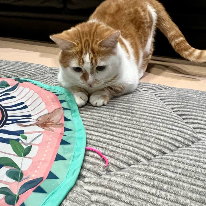 Cafc85e6 34d6 4dfb 9a6d 10bf9d1362f5 1764640914296