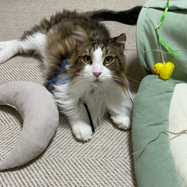 Cafceac5 0484 4c99 ac0b e6fd4c5b700f 1670448428500