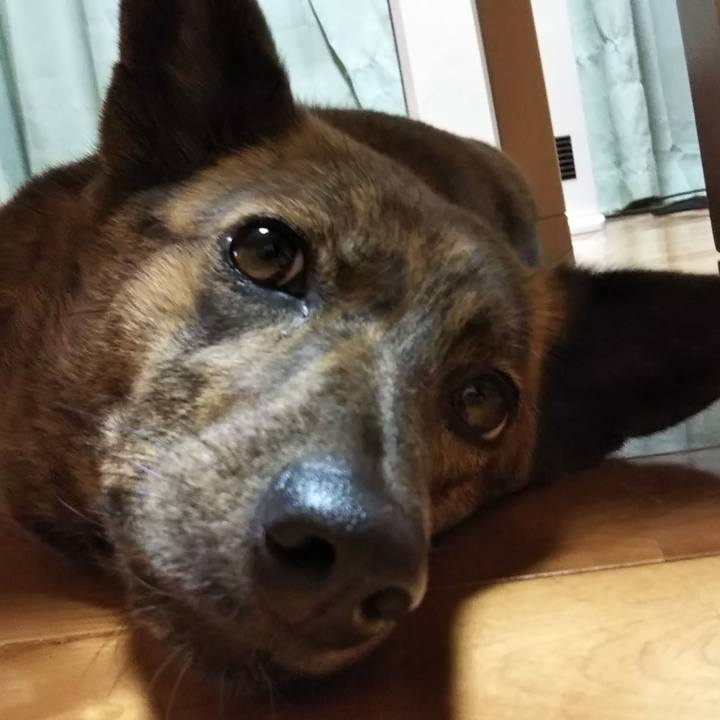 Cafdb1c2 02fb 4207 b4c3 87ca3b96f3b3 1526390855883