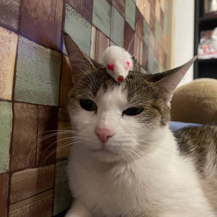 Cb014a83 4325 4a1e b78c bb6f5a76f42f 1638261769556