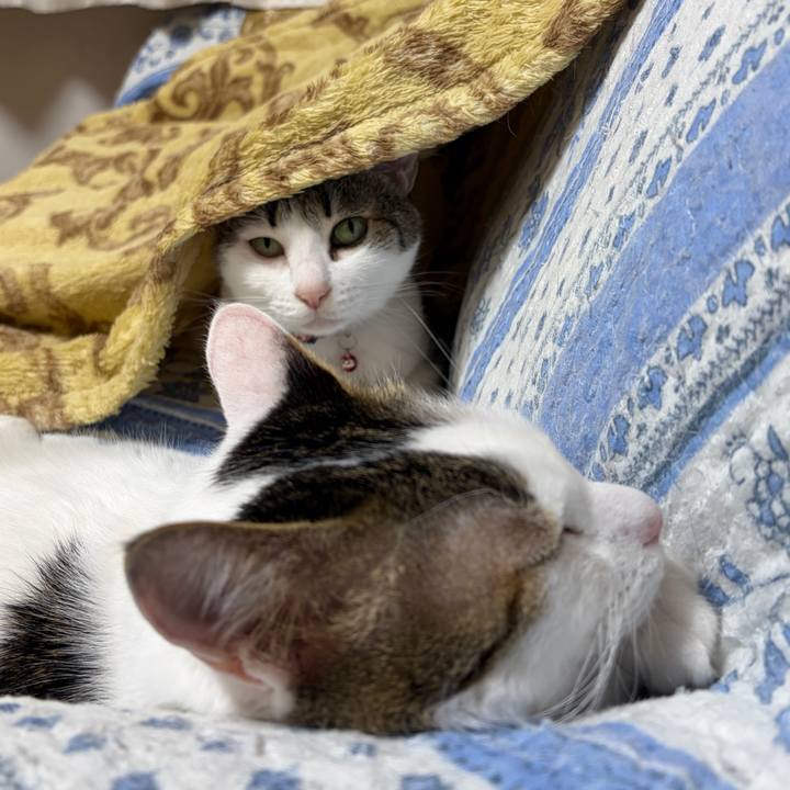 Cb02a9e4 97ef 45f9 a203 41aa02a21492 1772018326094