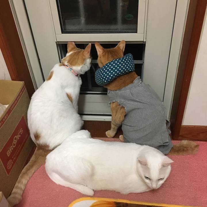 Cb054392 14cb 4f1c b62a ddaa9757c1b4 1530277189264