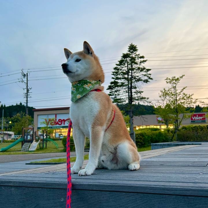 Cb055459 12fe 47cc af11 724dcb0fdb04 1746274364125