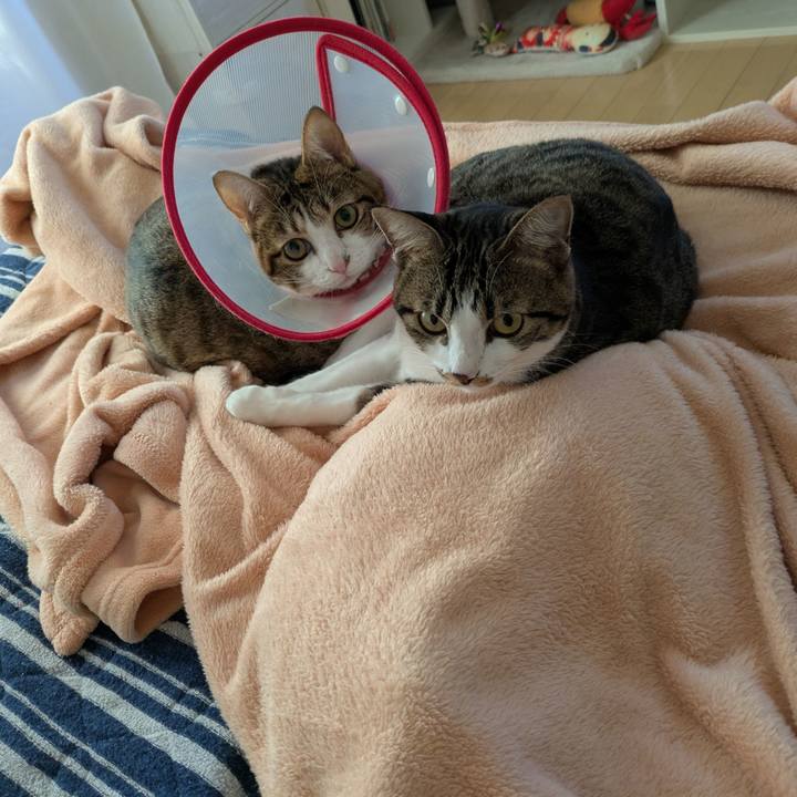 Cb070e19 a336 4cc8 b91d cdb3a781caf8 1762043481788