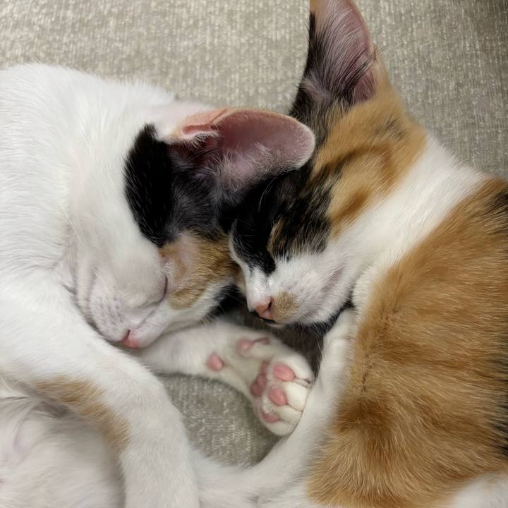 Cb081d98 f8b7 461d b378 acea6591b72f 1756959959299