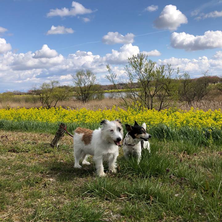 Cb0be5c7 9f8a 4a28 86f0 dd789196cd0b 1554872216478