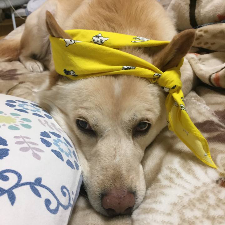 Cb17f78c dbc0 4f09 953a 65e2af653949 1518789852331