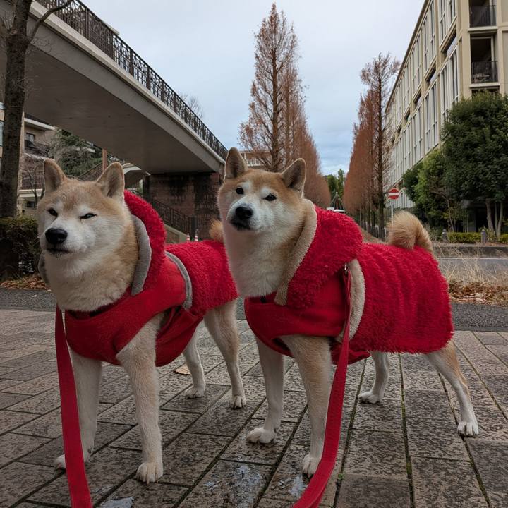 Cb1a4c85 9af7 4761 9068 69f18e9ace53 1766369703406