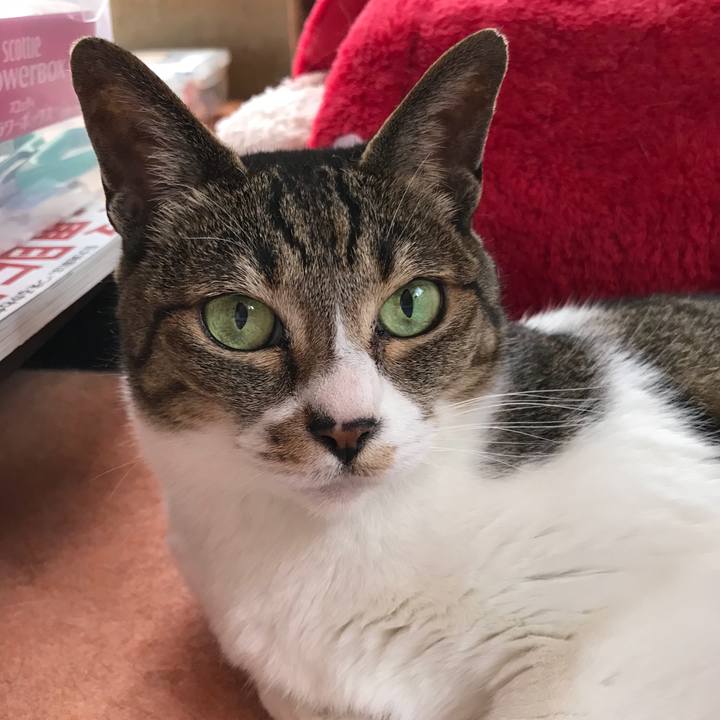 Cb1aea52 a448 49d6 903b 5e0a0dfeedf5 1528333853781