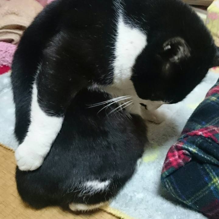 Cb1ba6e1 638f 4cae 8a51 33afc757e2f6 1516852301661