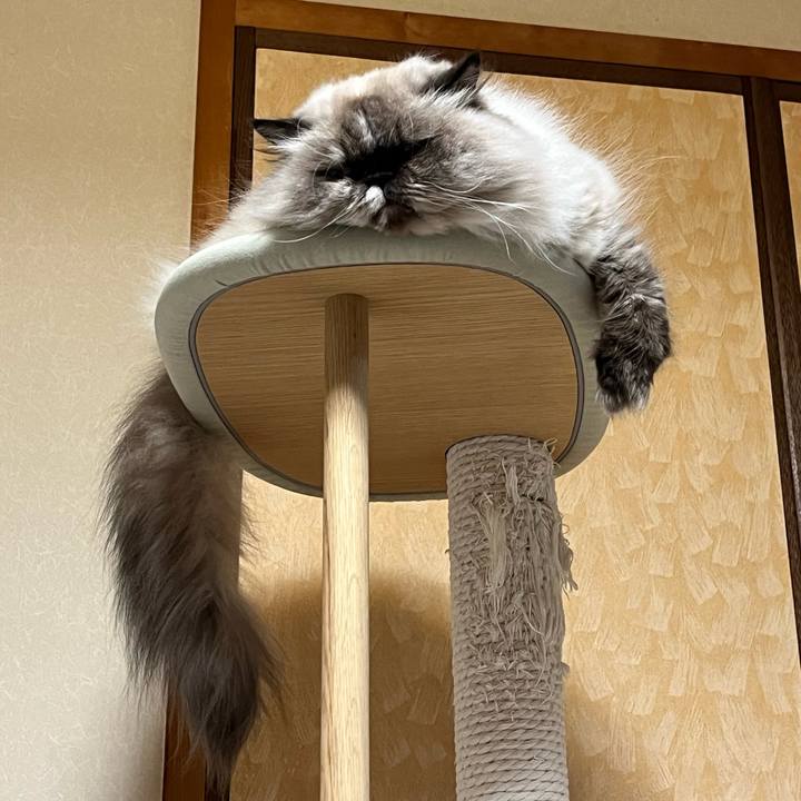 Cb1eeaea b509 4132 8640 0d716a18cb74 1733026156716