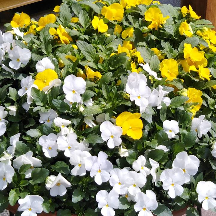 Cb1ef906 7228 4ffb abd1 087e14c3db60 1616338657549