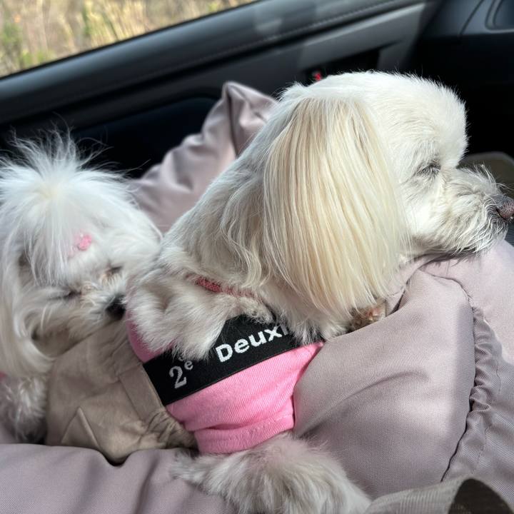 Cb2054fc 4229 4754 af07 07cc32069633 1743843994751