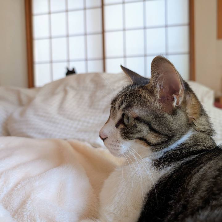 Cb20a53c f649 489d 806d 8a36aac01697 1762299532136