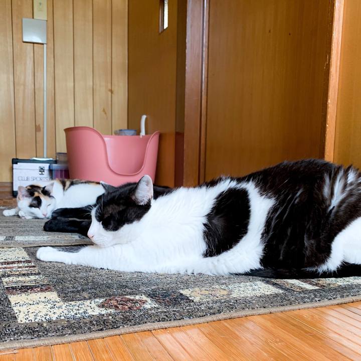 Cb21133e f9ba 4a7f 9eaf 6f205b523c43 1565835311282