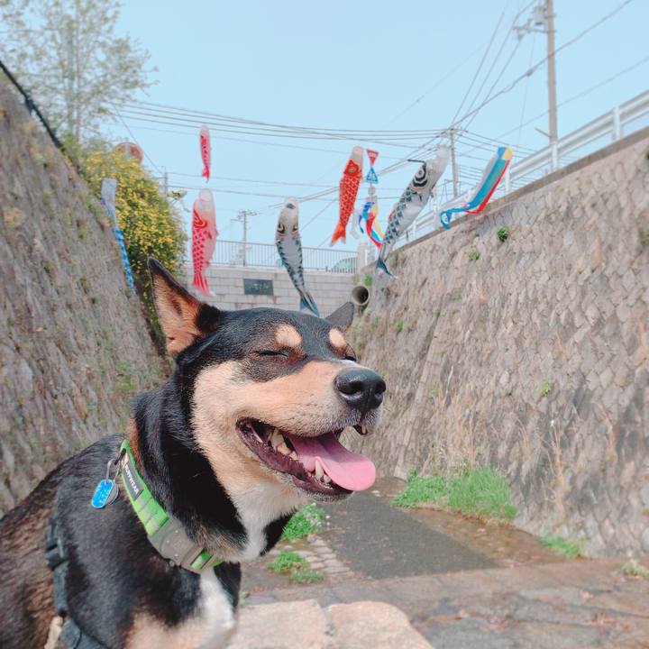 Cb22ab1a 9415 4881 bfb3 5314921b60c1 1555980301942