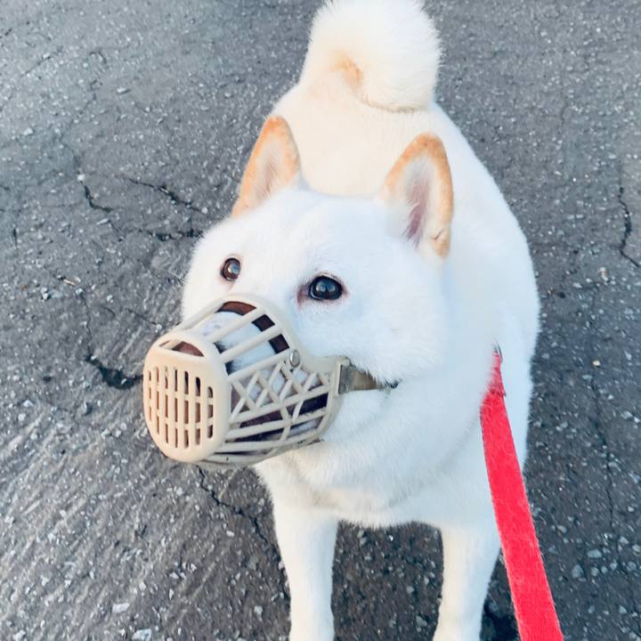 Cb2a4829 8be7 4ba0 a232 e13319dd1b98 1597523566404