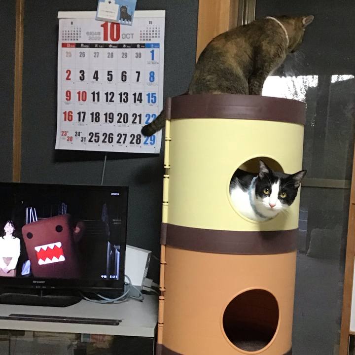 Cb2c35cd 32fc 4fb8 82fe 0027d9641ded 1665477112421