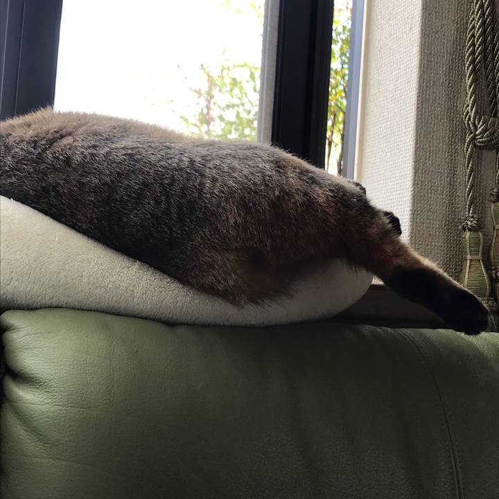 Cb2d78f3 2ee2 4efb ba21 86d8c2301e06 1587342875690