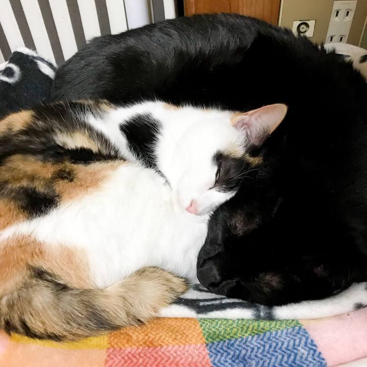 Cb2da247 2bdc 4145 a51d 119feba39c5d 1518443446045