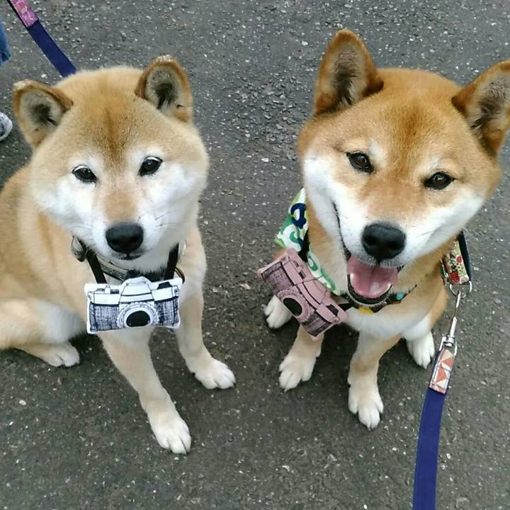 Cb2dff5b 8dc7 415b a15a a4f67d28843b 1560239702775