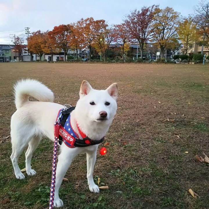 Cb3036a0 09b5 40c3 b46c c5a0d21d6645 1605082974968