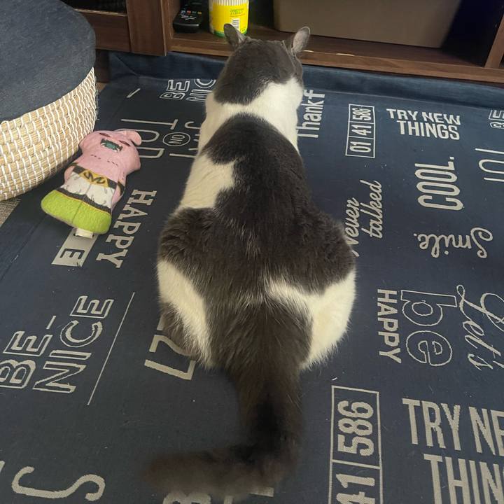 Cb325711 1a16 41f2 852f 775b960b69f5 1720859820685