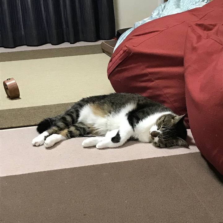 Cb3366a6 222d 4d4e b7a3 8e72c9ff9d7c 1533555368640