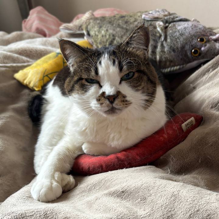 Cb33dfdd 885d 4005 998a d277c9fb3735 1772580267933