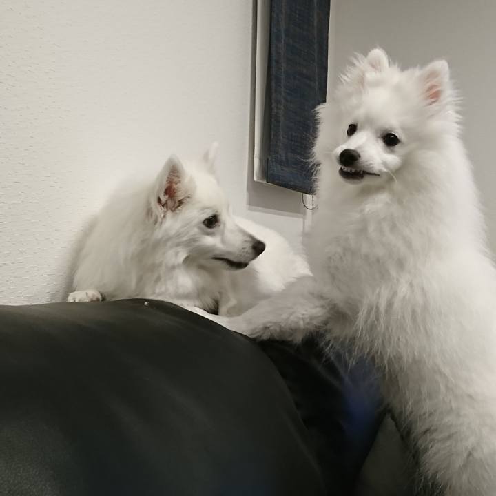 Cb361b17 c8c6 4fd6 b055 df43dd726995 1552314361026