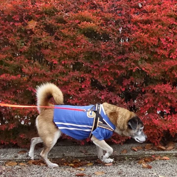 Cb37f11d 84f9 407f a809 65e562e02acd 1574835270040