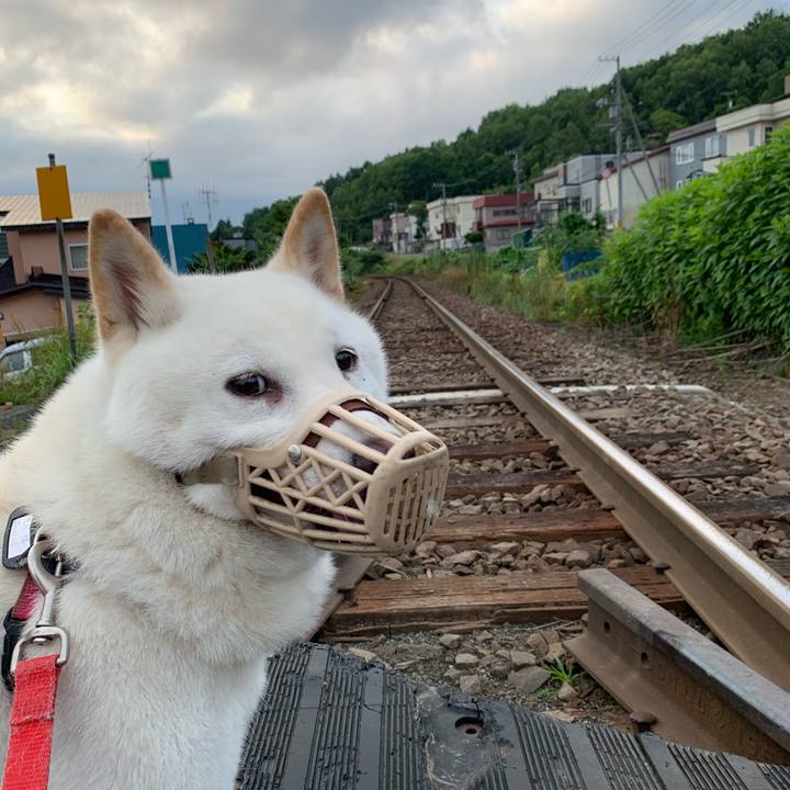 Cb3e9221 7e03 483a bf1f db0ef45b15ba 1595969408487