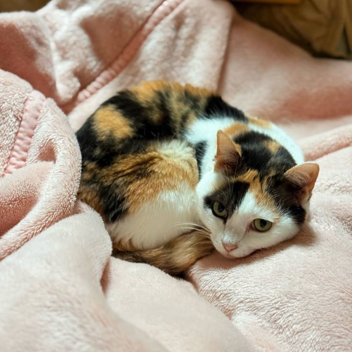 Cb3eafef 5440 4150 b3a6 c26b2d628c38 1763690402776