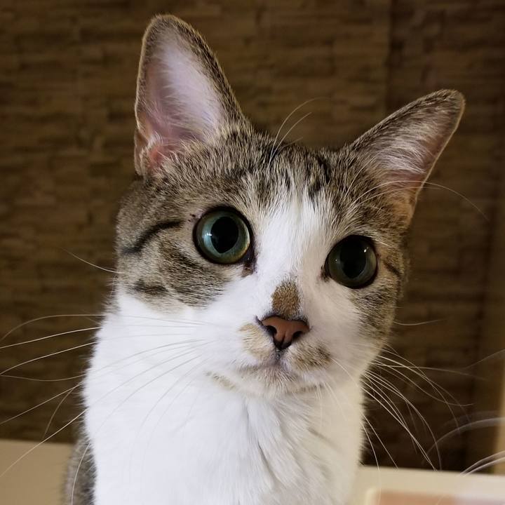 Cb40875a 6c97 4c33 8e36 93c304564d4b 1523026101374