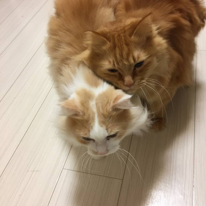 Cb46cb04 07eb 4dd2 8edd 0e516072f7e4 1518990637406