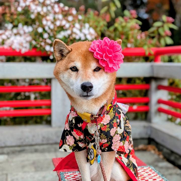 Cb4ab30e 94a4 4734 9541 ae7e273a3bf5 1766119148140