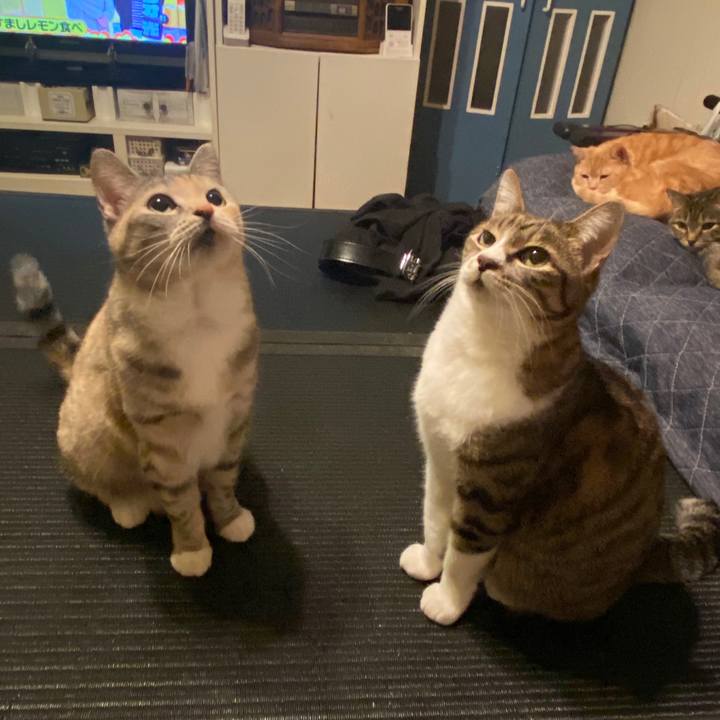 Cb518577 8a4f 44e1 bcb3 b4b35abc068c 1586540199887