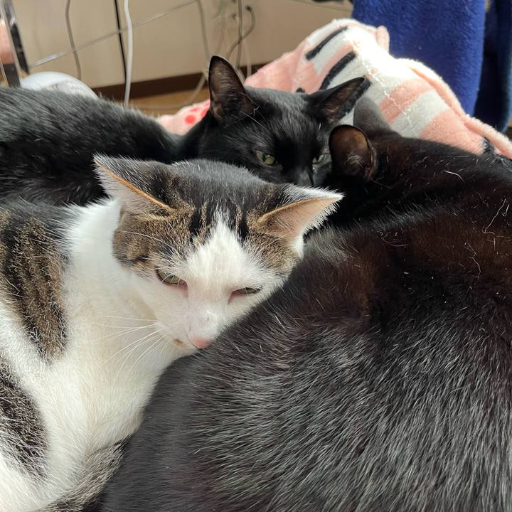 Cb536eff dcff 4db1 a830 9d2f961292d4 1732236734548