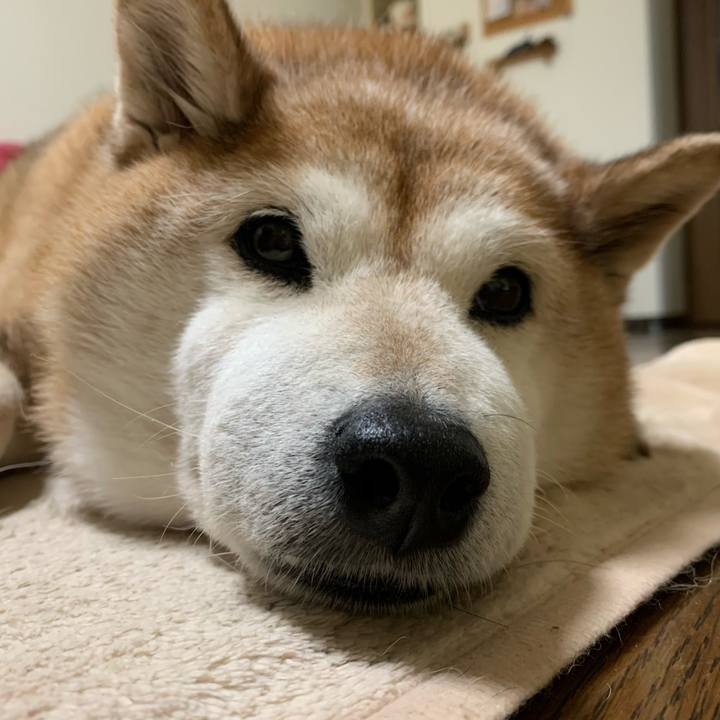 Cb55a448 38d6 4d01 9eb6 0af91a4ea9fd 1585452541838