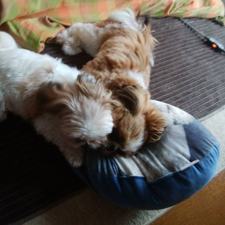 Cb55f057 b370 441c bd70 265e07d83e9c 1552366789968