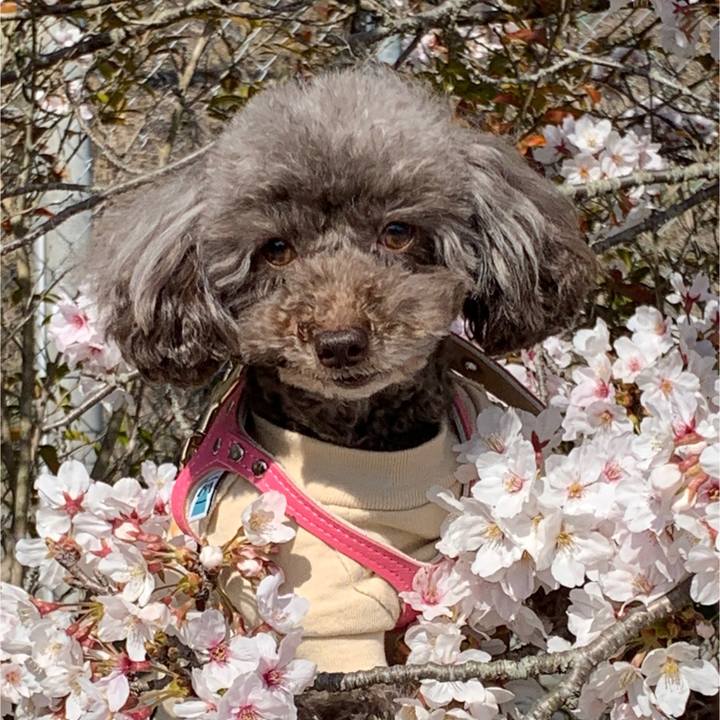 Cb563119 fa07 4e09 a54f 334e96257a47 1586174368500