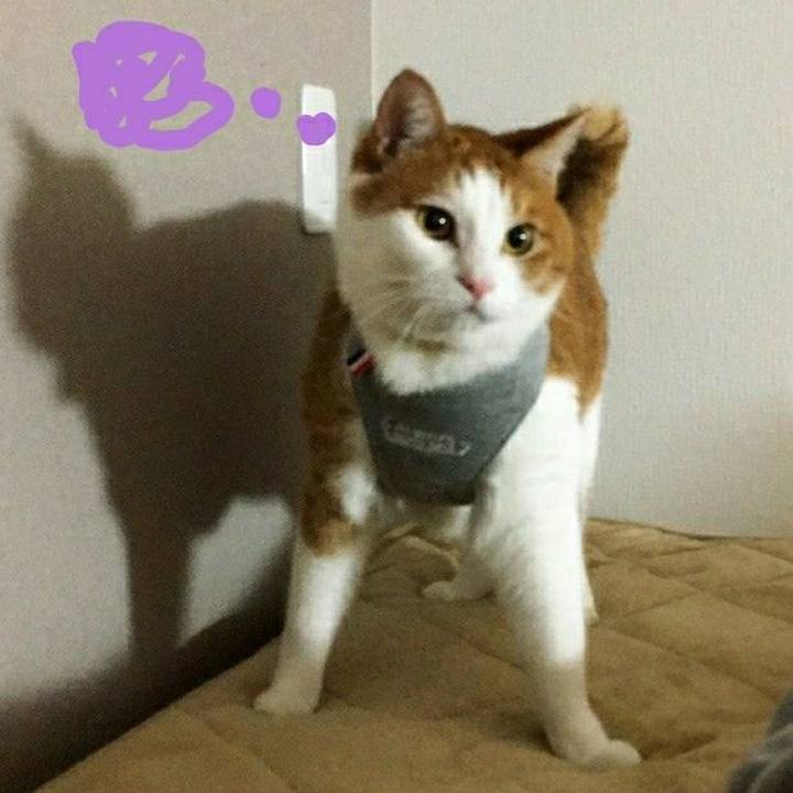 Cb56baf5 4727 4001 8a88 b7dd9fe8e19b 1544967428441