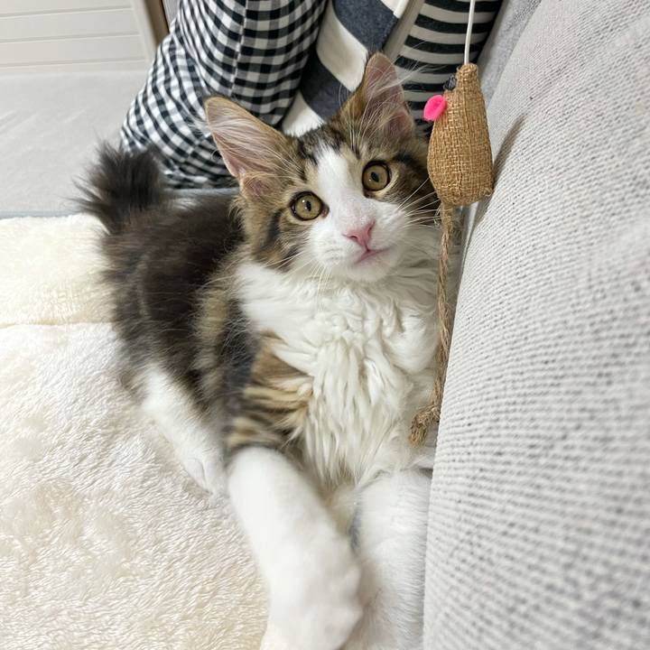 Cb594c71 345a 46a2 af04 d7ca078a593b 1633512929059