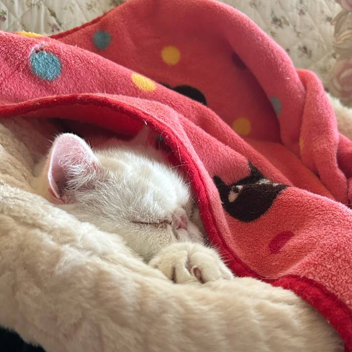 Cb5ec4d1 93ee 4770 a67b 397d6d8c87d1 1762581027565